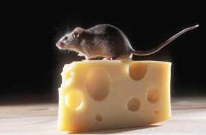 House Mouse - on block of cheese