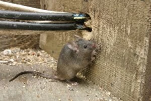 Images Dated 4th August 2005: House Mouse - By chewed electrical cables Bedfordshire UK 1519
