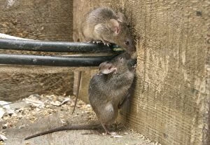 Images Dated 4th August 2005: House Mouse - Two chewing hole by electrical cables Bedfordshire UK