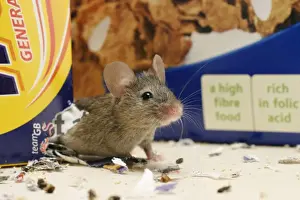Scavanger Prints: House Mouse - Exits hole in cereal packet Bedfordshire UK