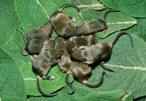 House Mouse -litter of House Mice