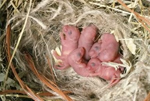 House MOUSE - litter of new born mice