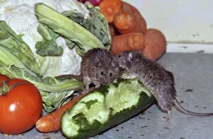 Images Dated 24th February 2012: House Mouse - mice showing social behaviour amongst