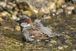 Images Dated 7th August 2020: House Sparrow bathing 12