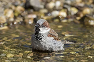 Passerine Bird Gallery: House Sparrow - bathing male - Germany Date: 18-Apr-19