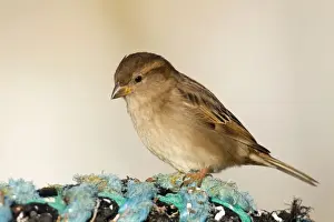 House Sparrows Prints: House Sparrow - at the coast - female - Cornwall - UK