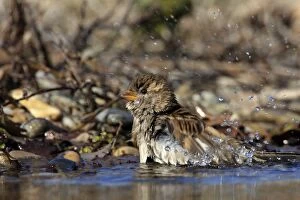 House sparrow - female bathing in a garden - in February -