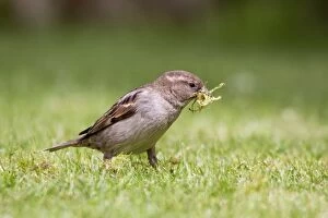 Images Dated 5th May 2010: House Sparrow - female collecting moss