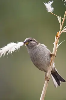 Nest Material Prints: House Sparrow - female collecting pampas grass - Cornwall - UK