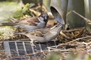 Images Dated 13th March 2010: House Sparrow - female drinking from guttering - Wiltshire - England - UK