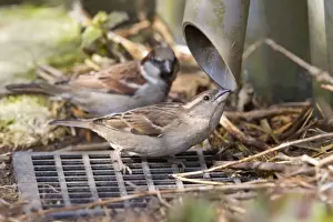 Ardea Sub Prints: House Sparrow - female drinking from guttering - Wiltshire - England - UK