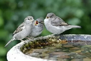 House Sparrow - female feeding two fledgelings