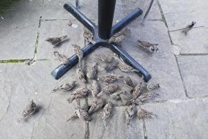 Images Dated 17th September 2010: House Sparrow - flock feeding on crumbs under restaurant table - Northumberland - England