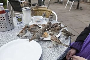 House Sparrow - flock taking food from restaurant table