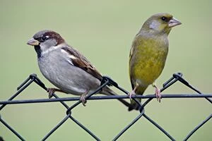 Images Dated 13th November 2005: House Sparrow - and Greenfinch, males on garden fence Lower Saxony, Germany