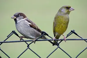 Greenfinches Prints: House Sparrow - and Greenfinch, males on garden fence Lower Saxony, Germany