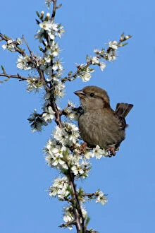 Branch Collection: House Sparrow-juvenile on blossoming blackthorn branch, Northumberland UK