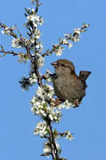 Blossom Prints: House Sparrow-juvenile on blossoming blackthorn branch, Northumberland UK