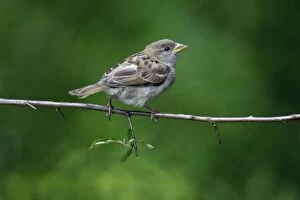 House Sparrow - juvenile on branch