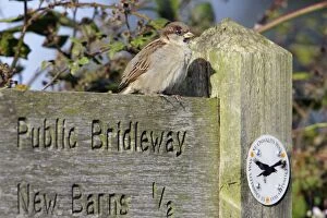 House Sparrow - male bird perched on footpath sign