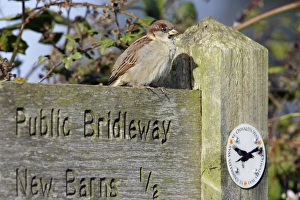 House Sparrow - male bird perched on footpath sign House Sparrow - male bird perched on footpath sign