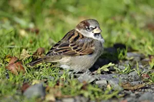 Sparrow Prints: House Sparrow - male bird sitting on ground. Northumberland, UK
