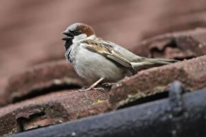 House Sparrow - Male calling from house roof