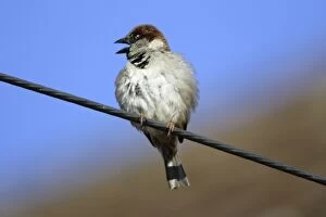House Sparrow - Male calling from power cable