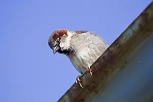 From Below Prints: House Sparrow - male - Cornwall - UK