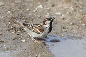 Images Dated 30th April 2010: House Sparrow - male drinking from puddle