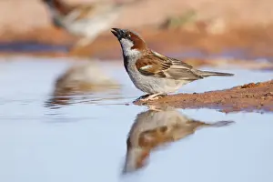 House Sparrow - Male - Drinking - Spain