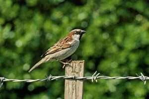 Images Dated 3rd March 2011: HOUSE SPARROW - male, on fence post