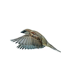 House Sparrow - Male in flight, wings down, side view