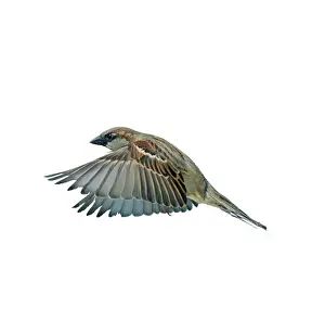 House Sparrow Male in flight, wings down, side view