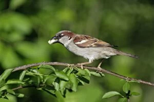 House Sparrow - male with food in bill
