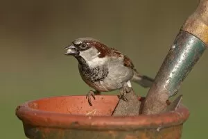 Images Dated 6th February 2010: House Sparrow - male on garden plant pot