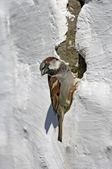 Images Dated 30th May 2009: House sparrow - male at nest entrance