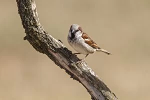 House Sparrow male perched on a branch Castile-La
