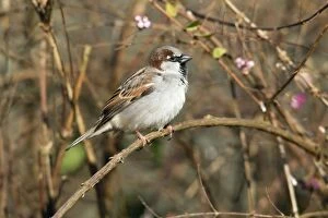 House Sparrow - male perched in hedge