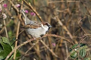 House Sparrow - male perched in hedge singing in