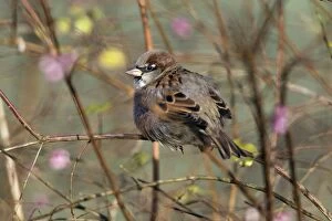 House Sparrow - male resting in hedge with feathers