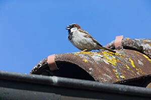 House Sparrow - male singing from roof in breeding territory, North Hessen, Germany Date: 11-Feb-19