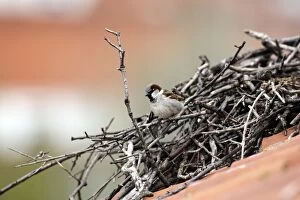 Images Dated 5th April 2007: House Sparrow - male in stork's nest. Caceres - Extramadura - Spain