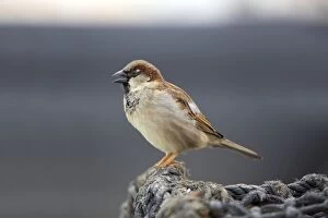 House Sparrow - singing