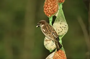 House Sparrow WAT 5422 On bird feeder © M. Watson / ARDEA LONDON