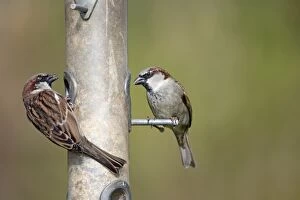 Images Dated 27th March 2013: House Sparrows