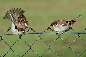 Attacking Prints: House Sparrows - 2 Males fighting on garden fence Lower Saxony, Germany