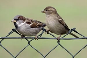 House Sparrows - Male and female on garden fence