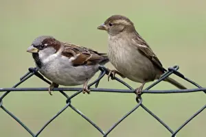House Sparrows - Male and female on garden fence Lower Saxony, Germany