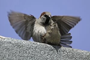 Images Dated 26th May 2005: House Sparrows - Pair mating on house roof Northumberland, England